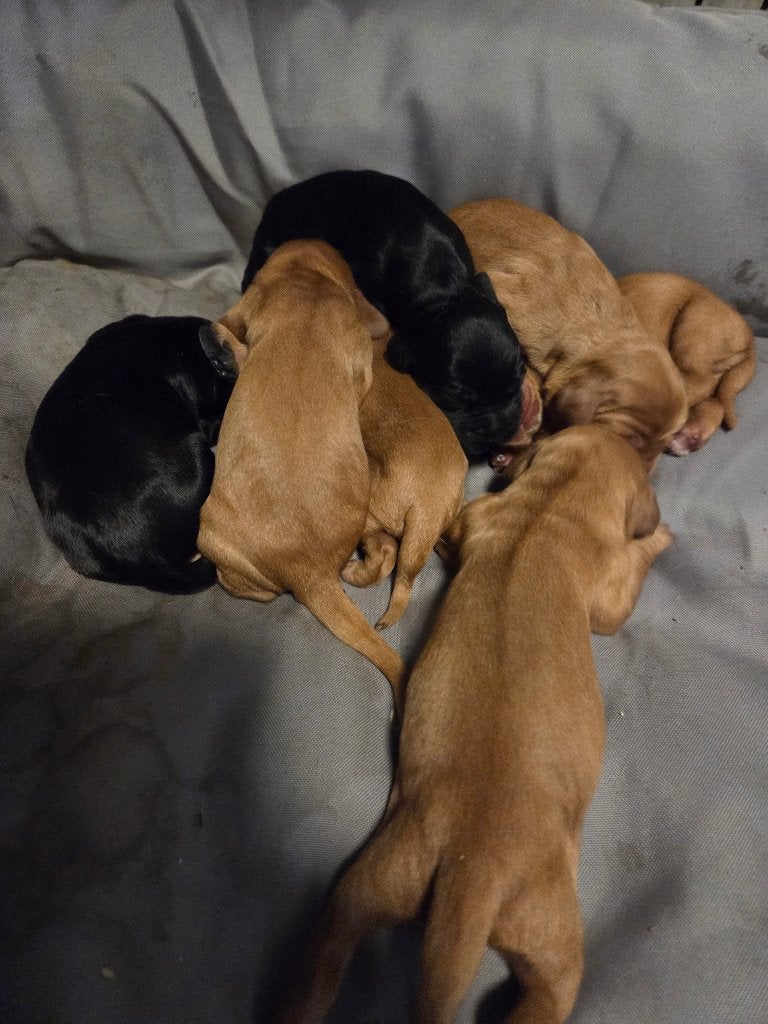 Pups te koop, Dieren en Toebehoren, 8 tot 15 weken, Meerdere, Meerdere dieren, Spaniël