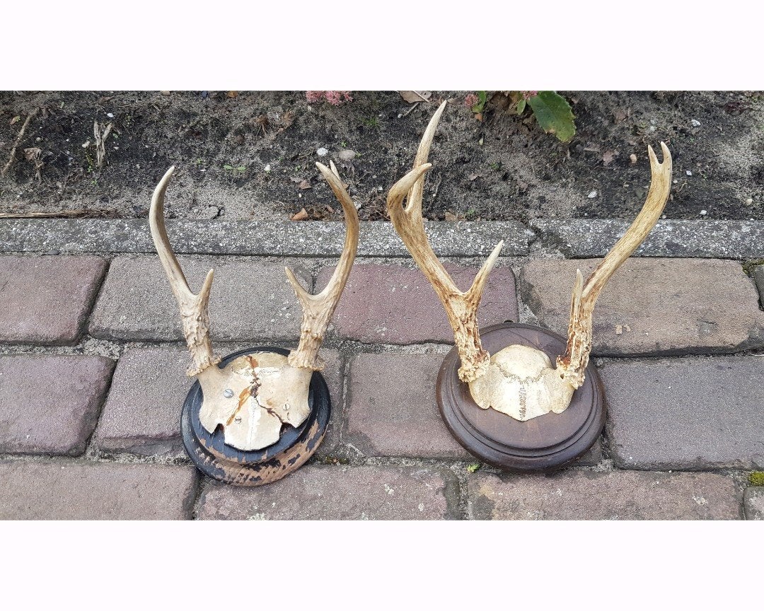Prachtige antieke witstaarthert geweien klassiek rond schild, Verzamelen, Dierenverzamelingen, Ophalen of Verzenden, Zo goed als nieuw