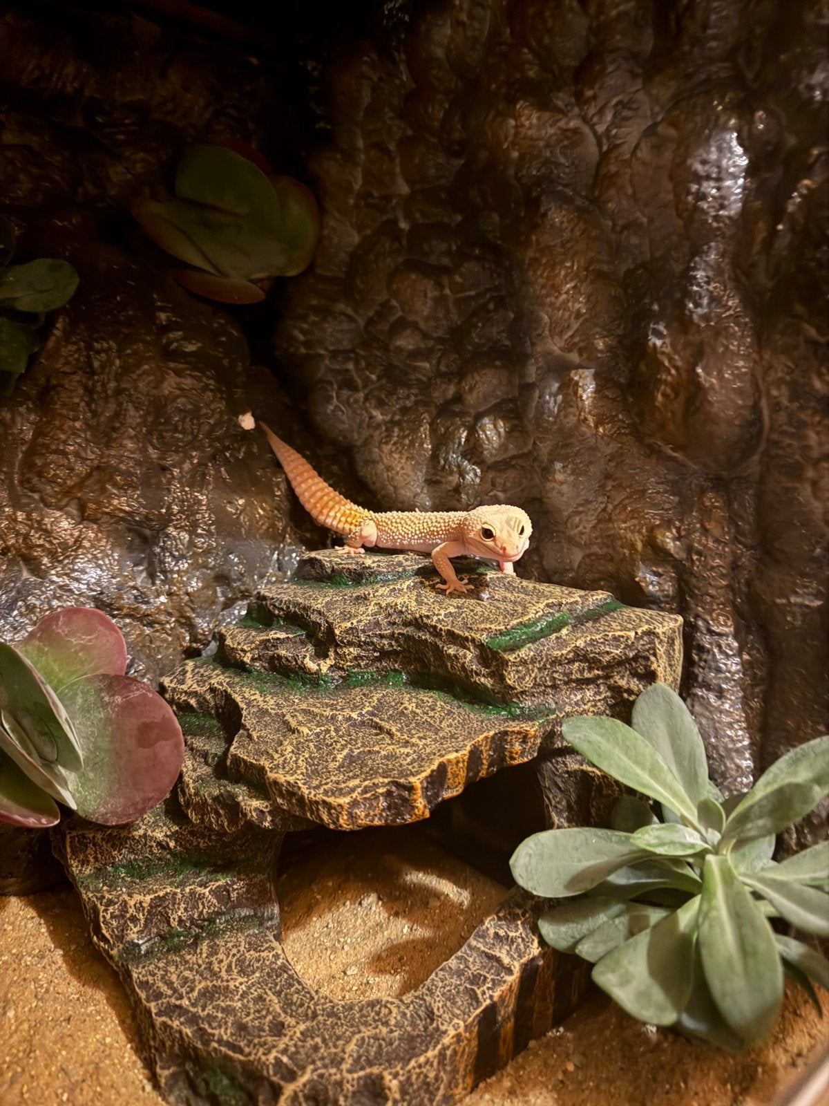Luipaardgekko vrouw Leopard Gecko - female for sale from Angel