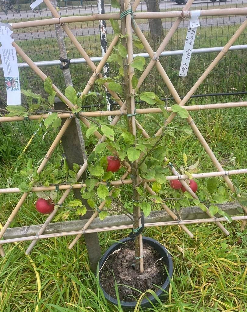 Fruitleibomen laagstam appel peer pruim, Ophalen of Verzenden, Appelboom, Lente