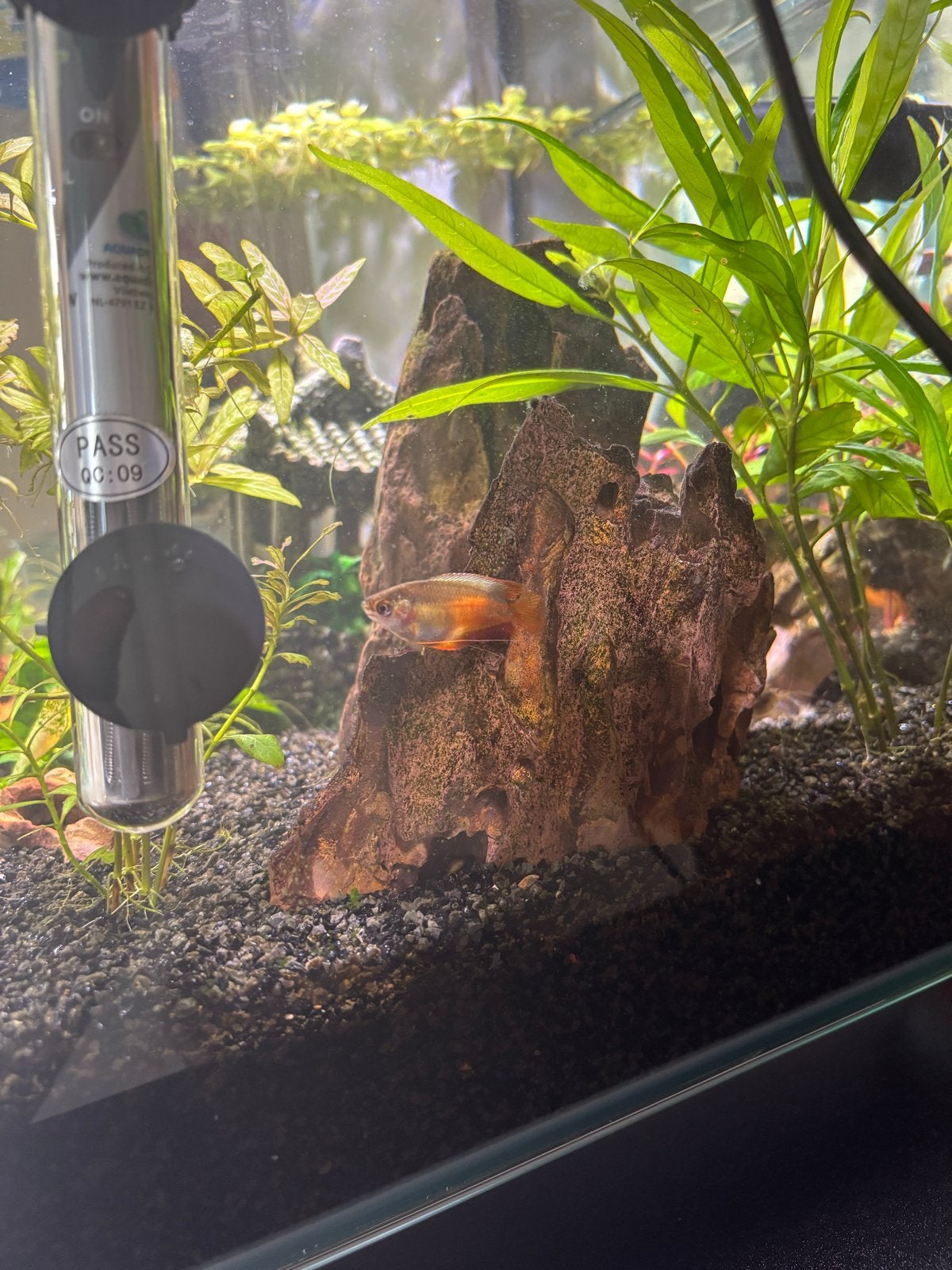 Gratis aquariumvissen, Vis, Schoolvis