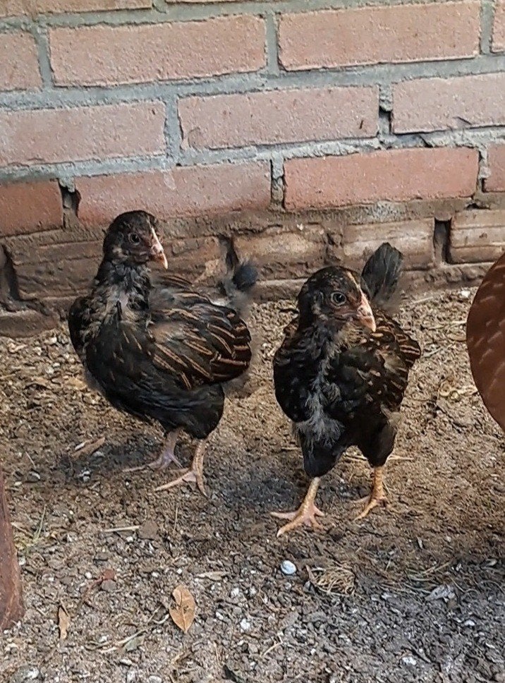 2 raszuivere dubbelgezoomde barnevelder hennen (Groot soort), Dieren en Toebehoren, Vrouwelijk, Kip
