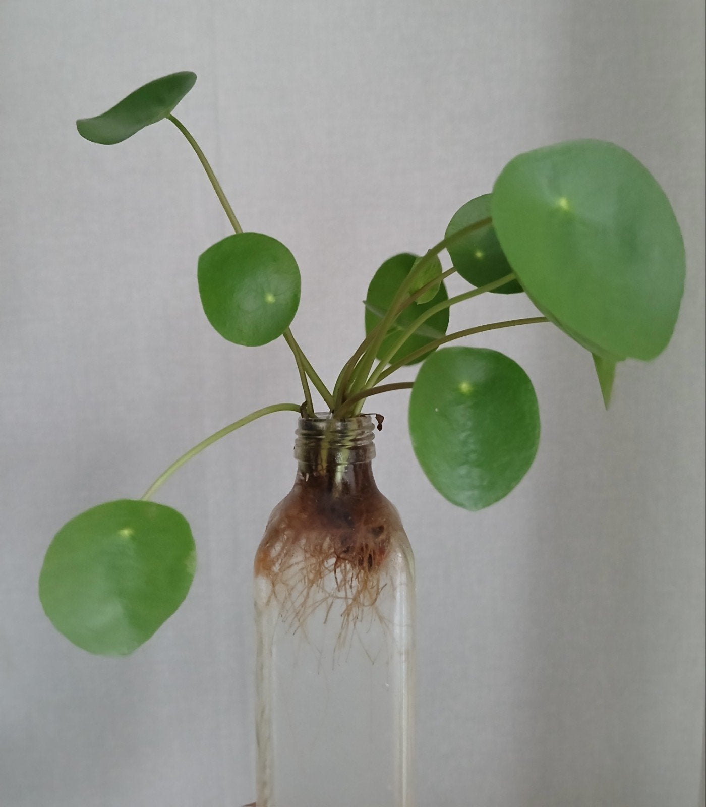 Gezonde Pannekoekenplant stekjes, Ophalen of Verzenden, Overige soorten, Halfschaduw, Minder dan 100 cm