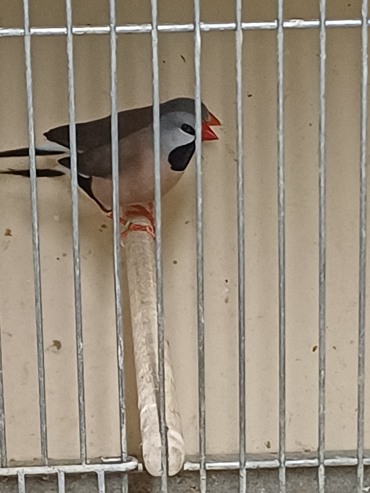 spitsstaart amadine koppel €30, Dieren en Toebehoren, Vogels | Overige Vogels, Meerdere dieren
