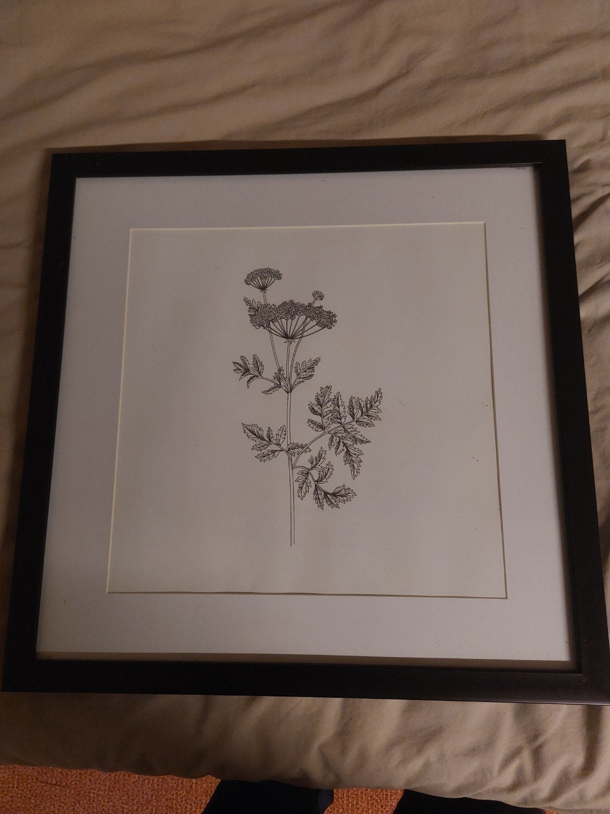 Ingelijste botanische print - Twee, Ophalen of Verzenden, Print, Prent, Ingelijst