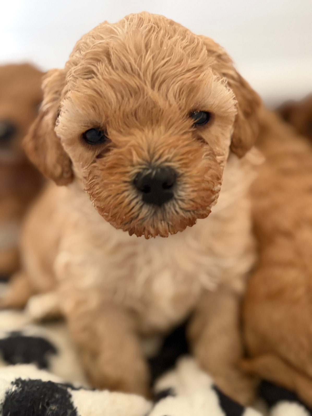 Tk:Maltipoo pups, Parvo, Overige rassen, 8 tot 15 weken, Meerdere dieren