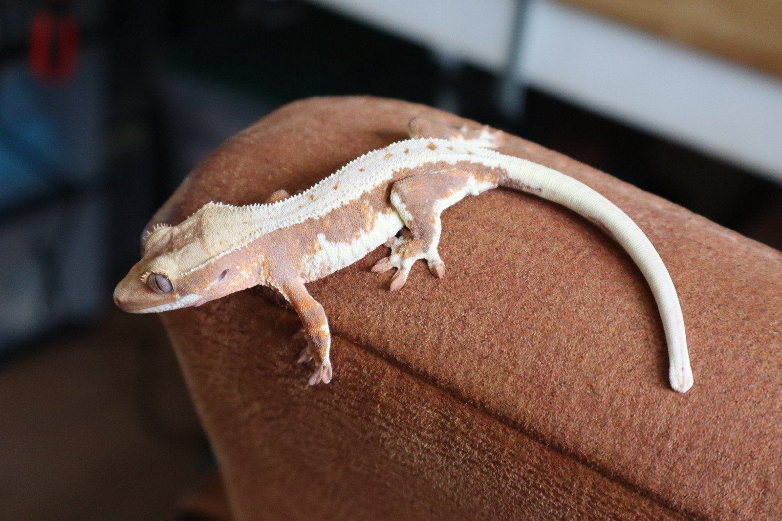 0.0.1 Rode Harlequin Lilly White (Wimpergekko) Houten, Hagedis, Tam, 0 tot 2 jaar