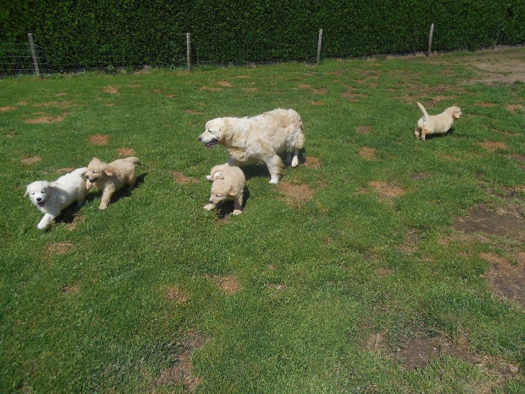 Prachtige Golden retriever pups, Golden retriever, 8 tot 15 weken, Meerdere, Meerdere dieren