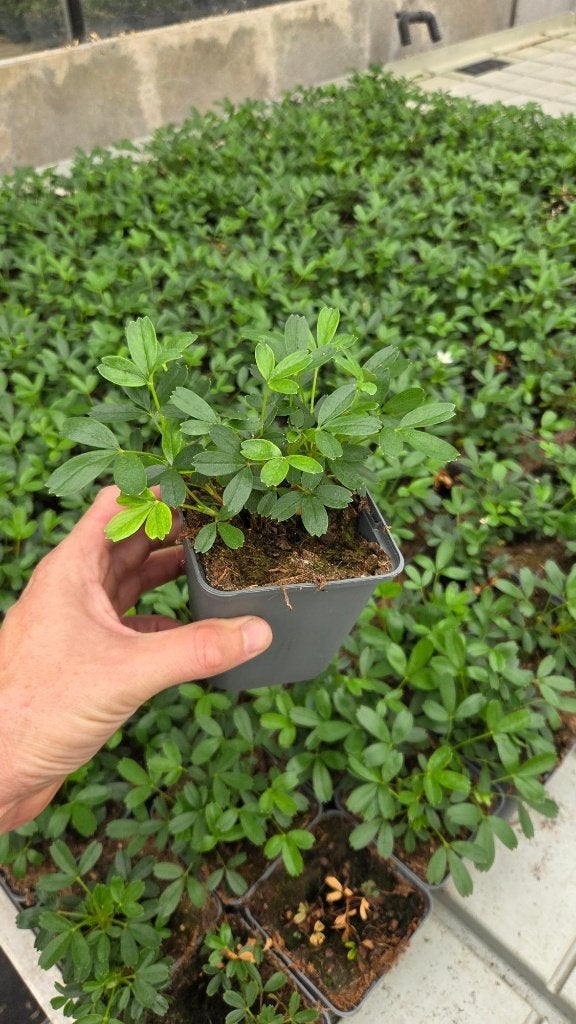 Potentilla Nuuk - Ganzerik - vaste plant - prachtig, Tuin en Terras, Bodembedekkers, Volle zon, Vaste plant, Ophalen of Verzenden
