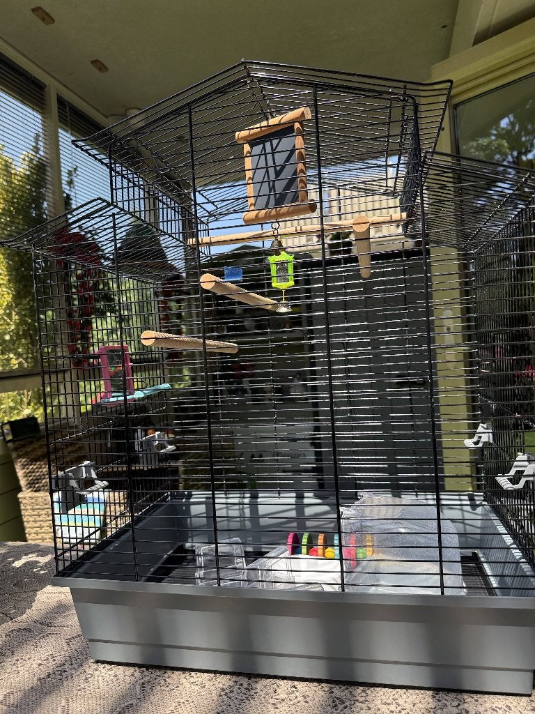 Vogel kooi, met toe behoren, Meerdere dieren, Zangkanarie