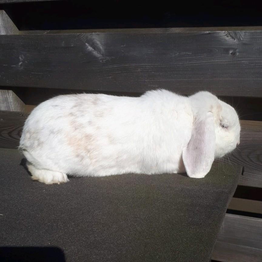 Leuke hangoor ram, Mannelijk, Groot, Hangoor, 0 tot 2 jaar