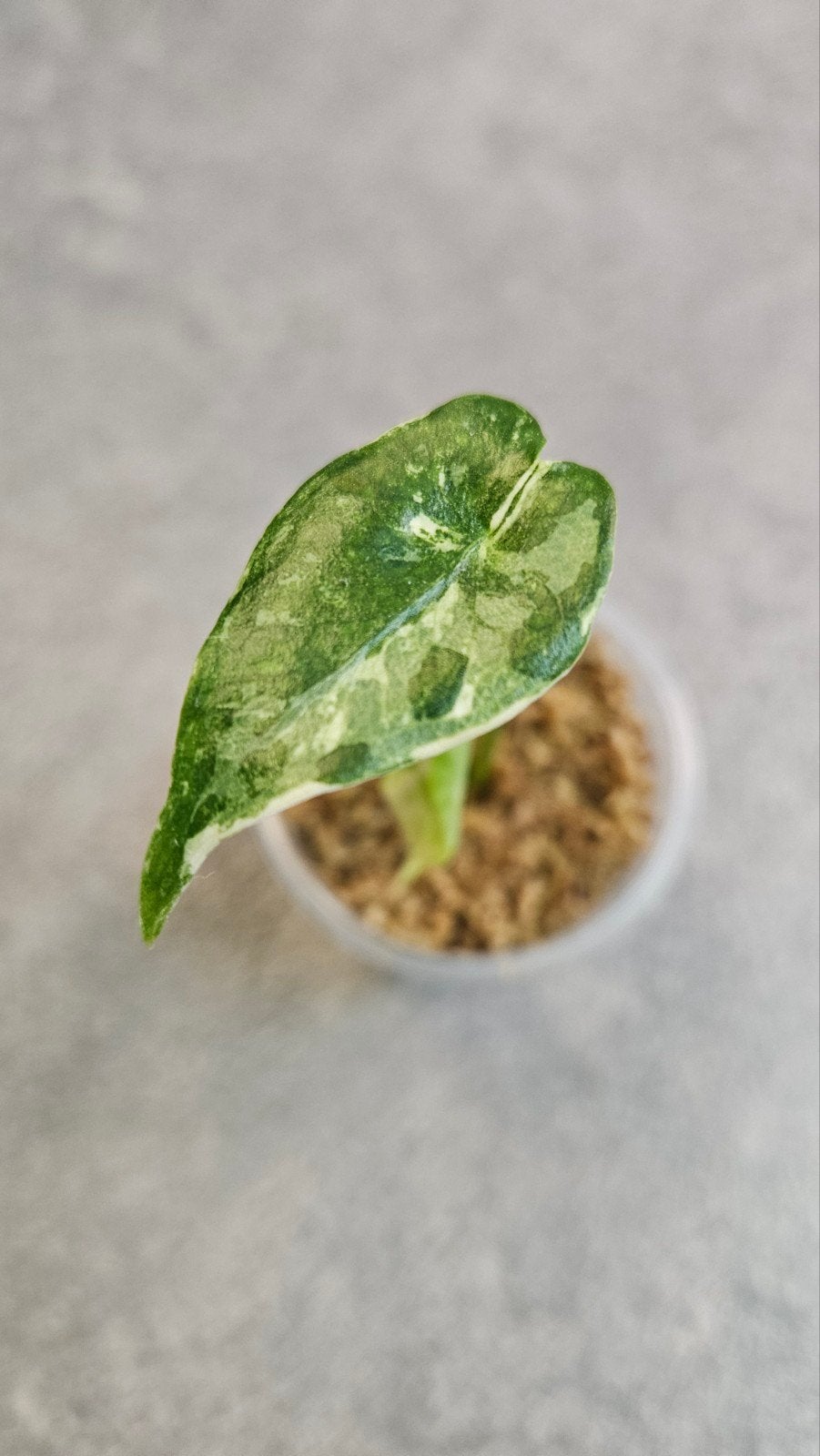 Alocasia Longiloba Albo Variegata, Ophalen of Verzenden, Halfschaduw, Minder dan 100 cm