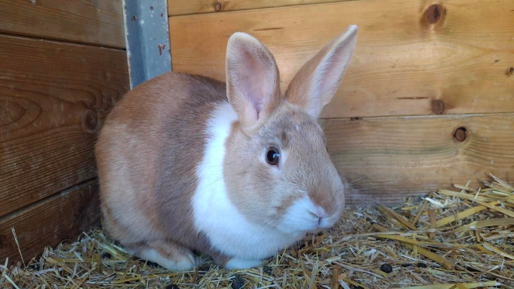 Konijn, Dieren en Toebehoren, Konijnen, Mannelijk