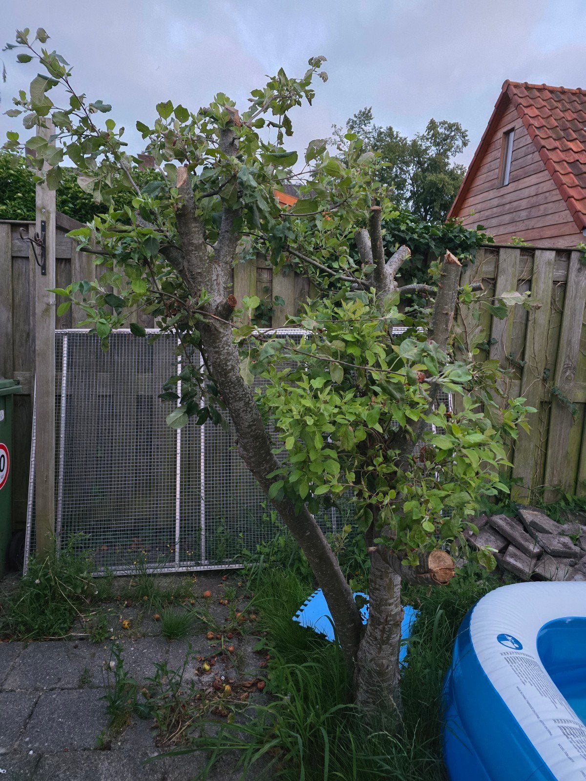 Gratis appelboom zelf verwijderen, Tuin en Terras, Planten | Bomen, Overige soorten, Lente, 250 tot 400 cm, Ophalen
