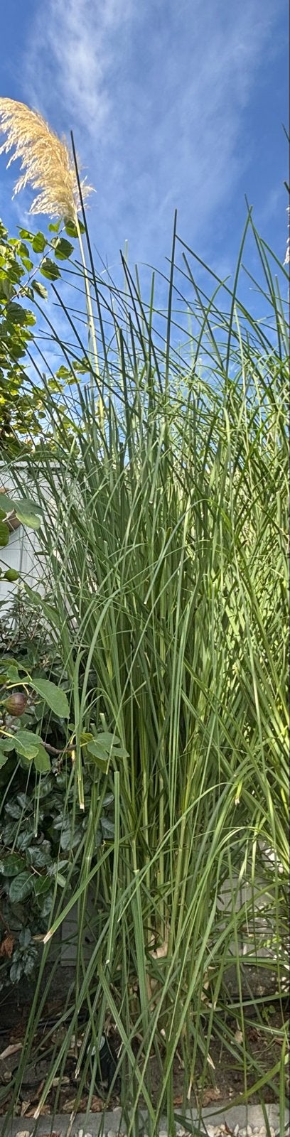 Siergras met pluimen - Cortaderia Selloana, Ophalen, Volle zon, Vaste plant, Siergrassen