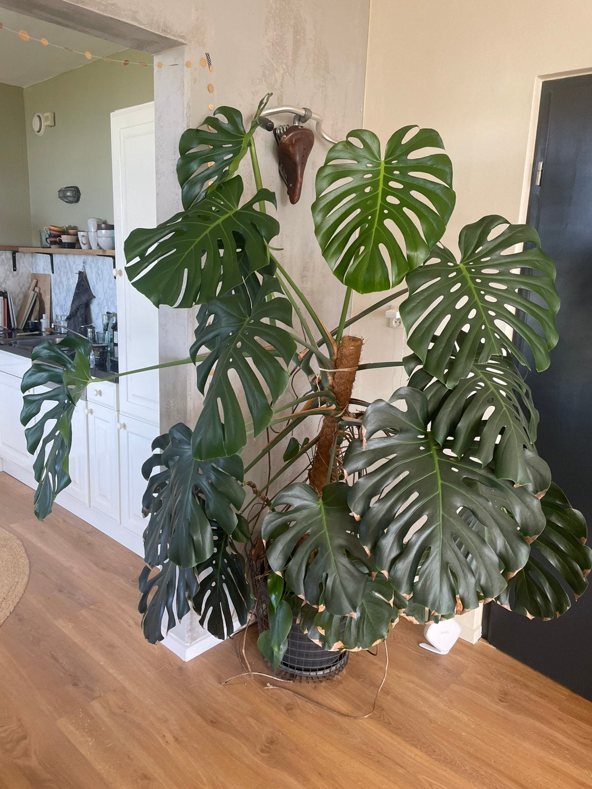 Grote monstera deliciosa, Huis en Inrichting, Groene kamerplant, Ophalen, Volledige schaduw, 200 cm of meer