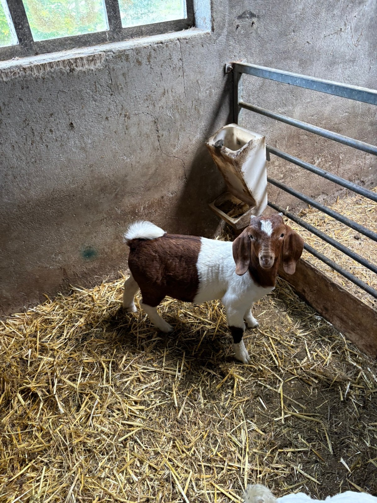 Tk boergeit bok stamboek NOG, Dieren en Toebehoren, Mannelijk, Geit