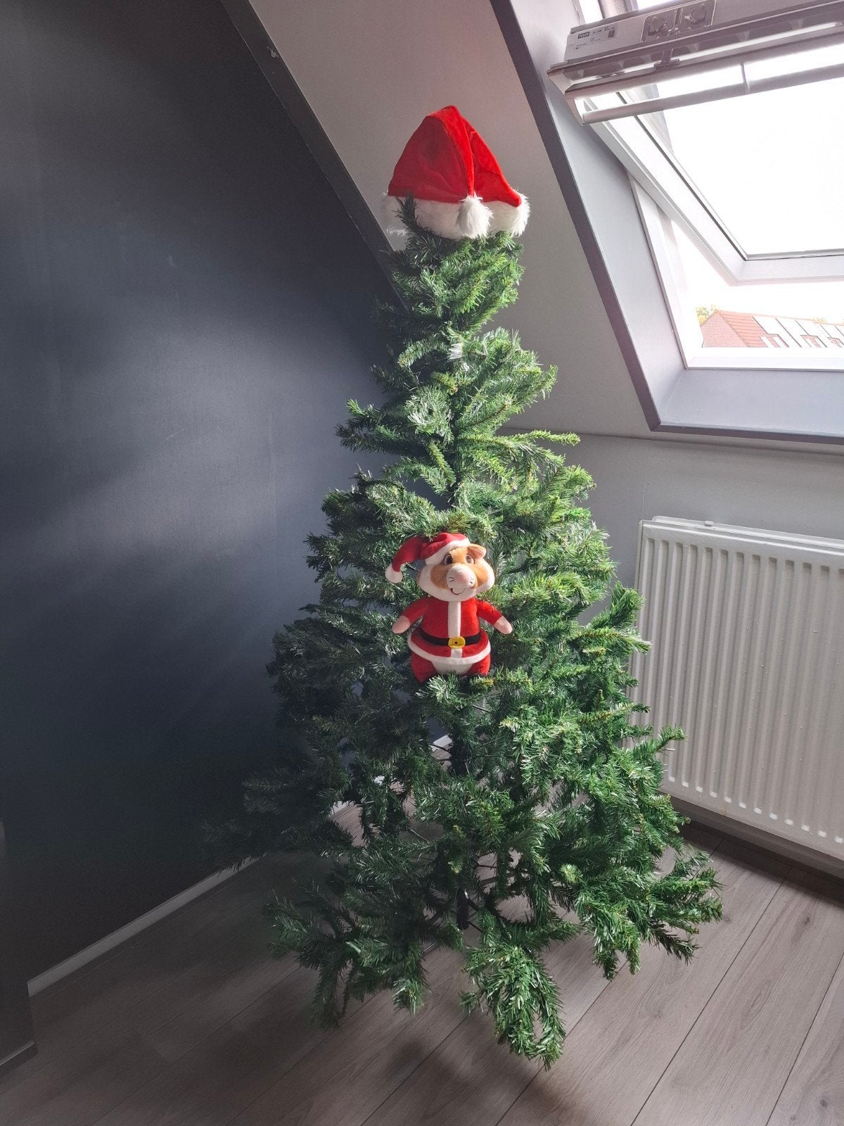 Kerstboom, Ophalen, Nieuw