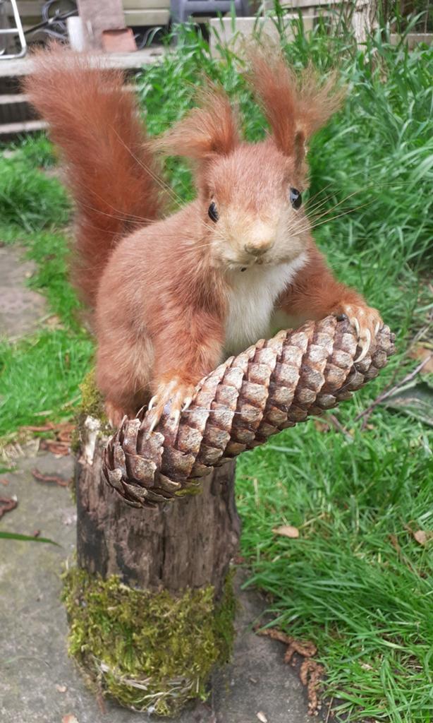 Luxe taxidermie opgezette "Rode Eekhoorn" met Bosdecor, Ophalen of Verzenden, Nieuw, Wild dier, Opgezet dier