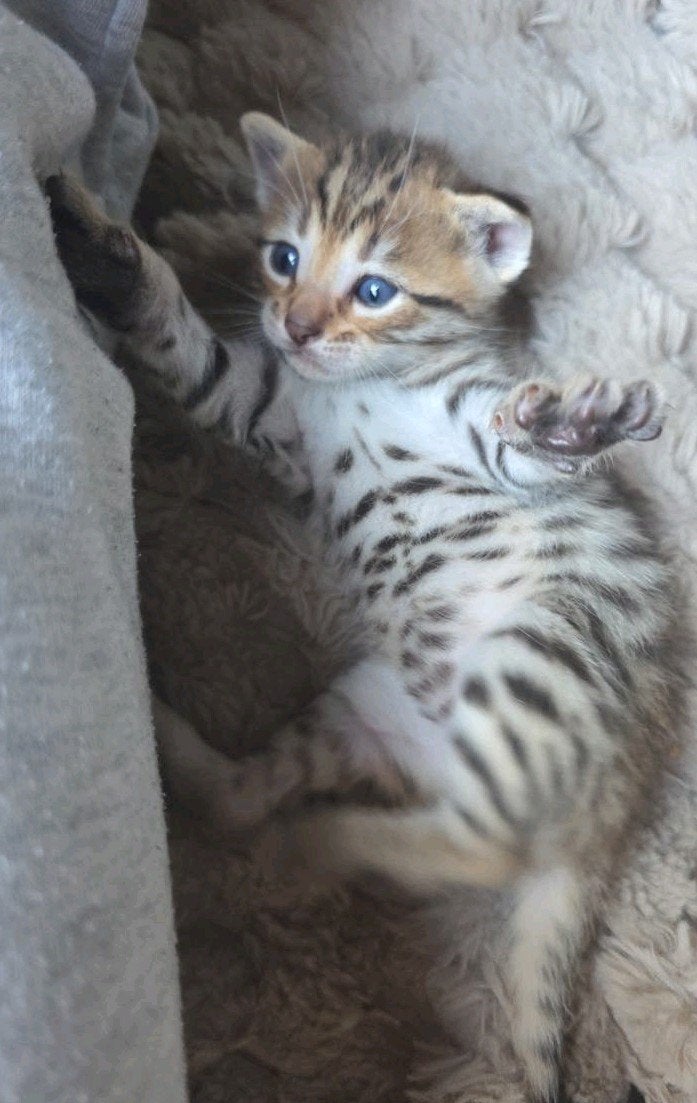 Volle ras bengaal kittens, Meerdere dieren