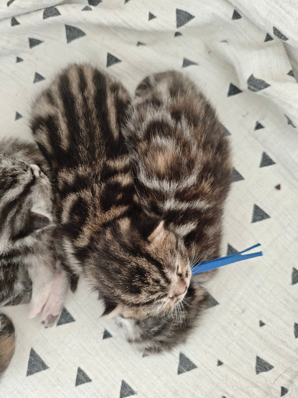Britse Korthaar X Ragdoll Kittens. Raskatten, Dieren en Toebehoren, Meerdere dieren, Ontwormd, 0 tot 2 jaar