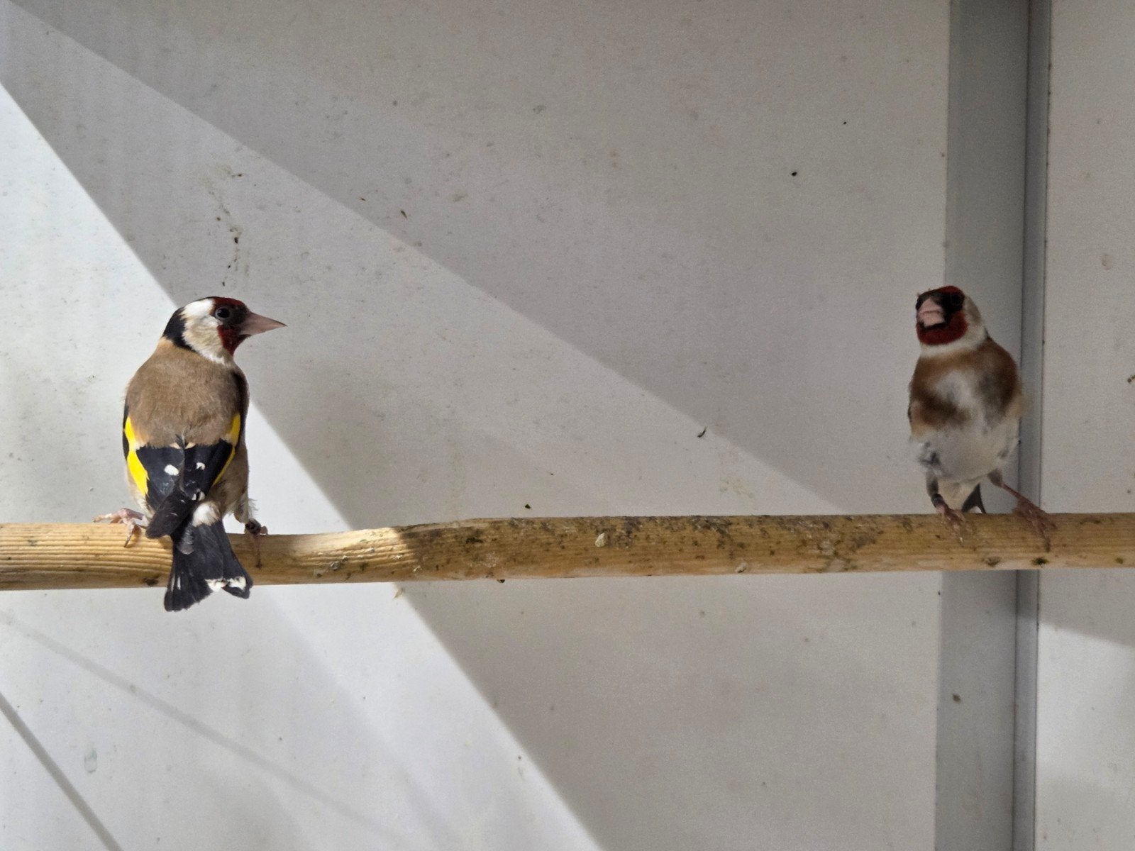 1-2 bloem putter, Dieren en Toebehoren, Mannelijk, Wildzangvogel, Geringd