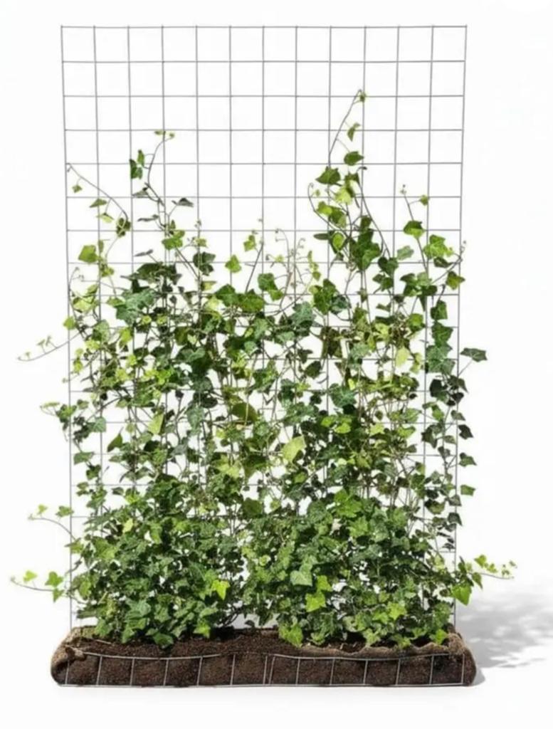 ACTIE vanaf €62,50/mtr de BIJNA kant-en-klaar hedera haag, Ophalen of Verzenden, Overige soorten, Haag, 100 tot 250 cm