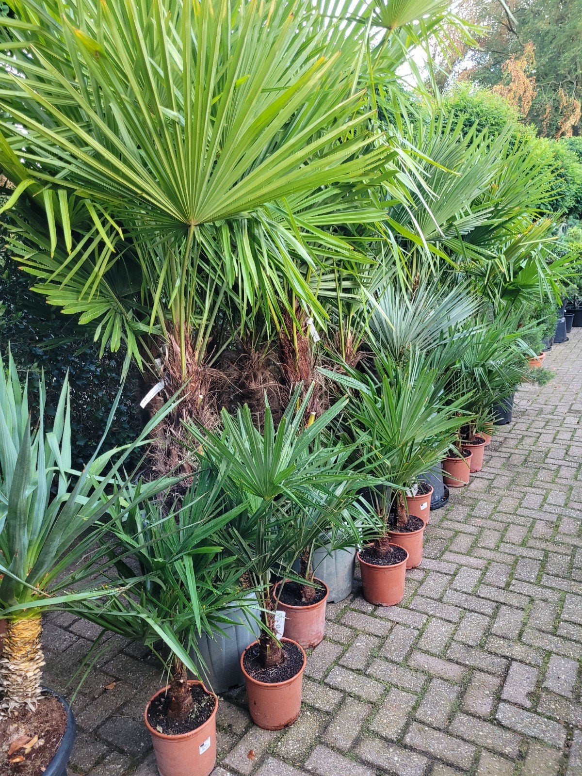 Trachycarpus fortunei - Winterharde Palmboom, Volle zon, Vaste plant, Bloeit niet, Ophalen