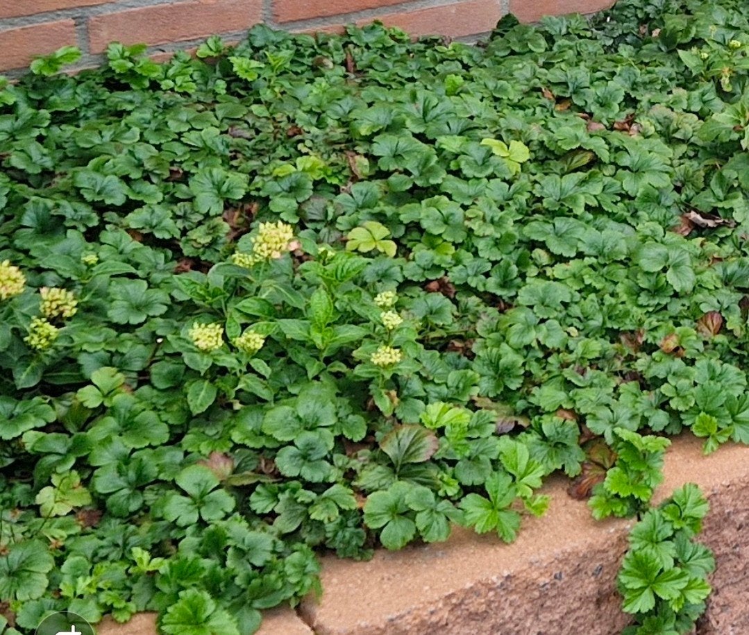 Gratis bodembedekker waldsteinia, Tuin en Terras, Planten | Struiken en Hagen, Ophalen, Overige soorten, Minder dan 100 cm