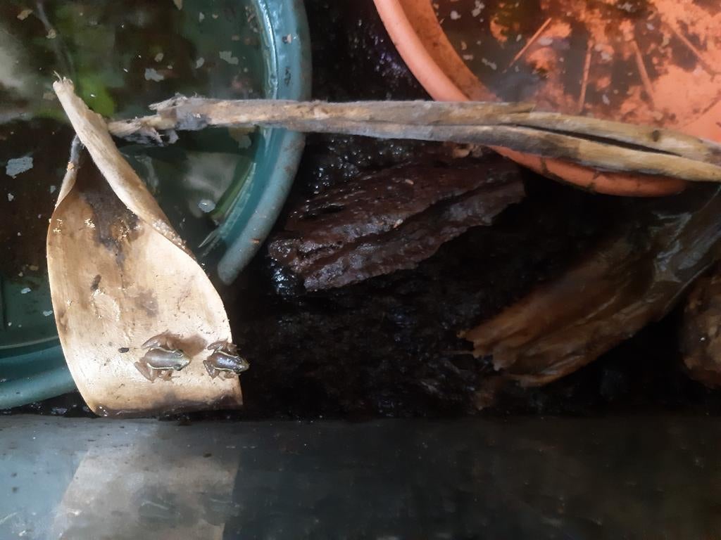 Epipedobates  tricolor gifkikkers., Dieren en Toebehoren, Amfibie, 0 tot 2 jaar