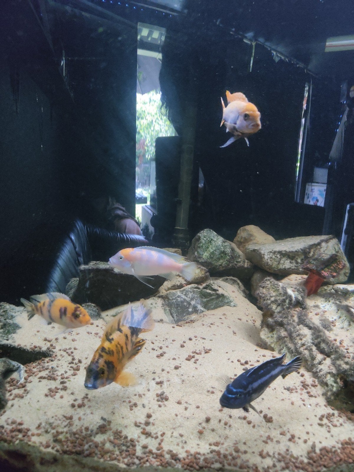 Malawi naar keuze, Dieren en Toebehoren, Vissen | Aquariumvissen, Zoetwatervis, Vis