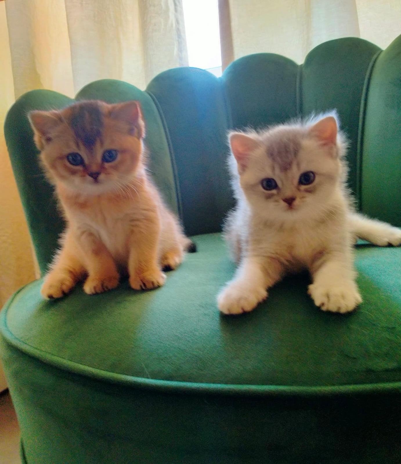 Prachtige Britse Korthaar Kittens aangeboden Ouders Kampioen, Dieren en Toebehoren, Poes, Met stamboom, 0 tot 2 jaar