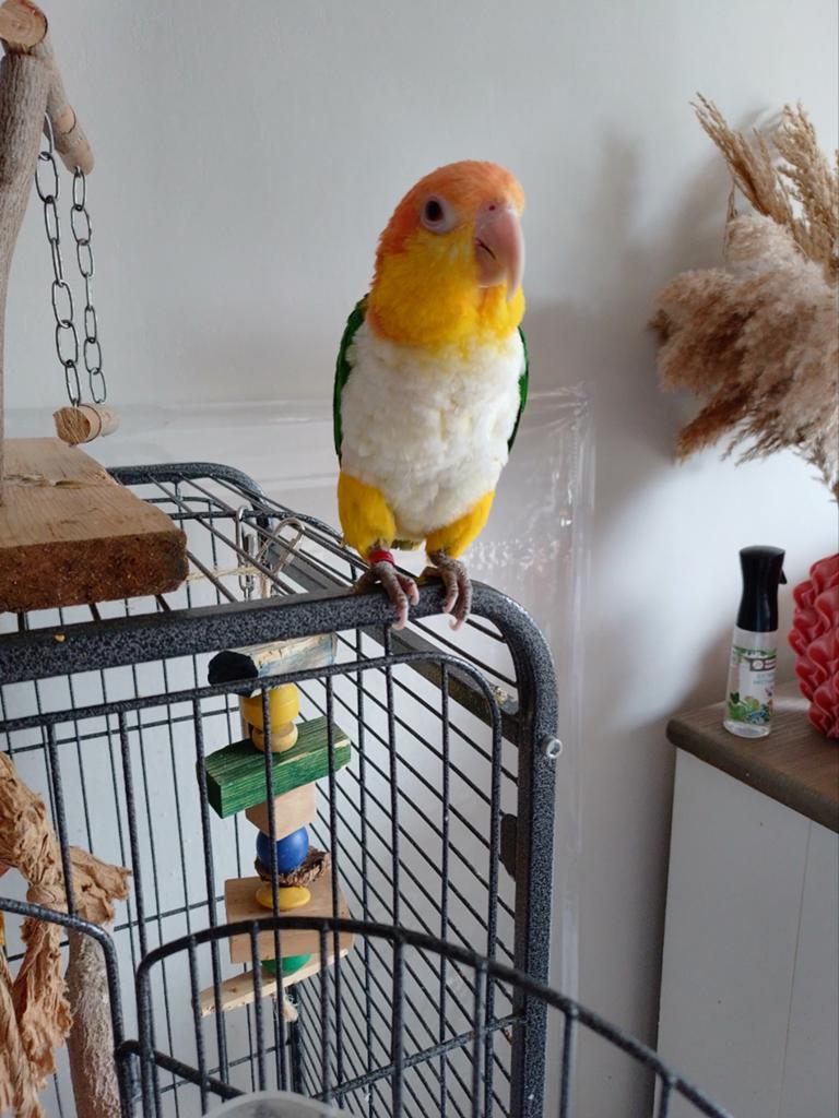 Tamme caique pop, Dieren en Toebehoren, Vrouwelijk, Papegaai, Geringd