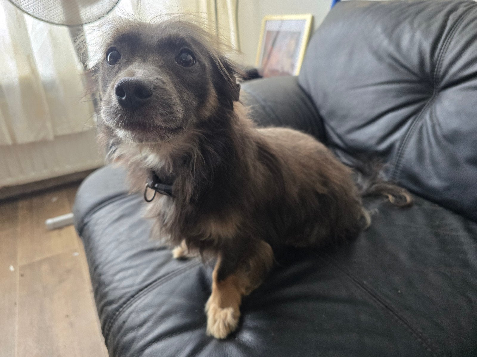 nieuw huisje gezocht wie wil mij, Dieren en Toebehoren, Reu, Eén hond, Chihuahua, 3 tot 5 jaar