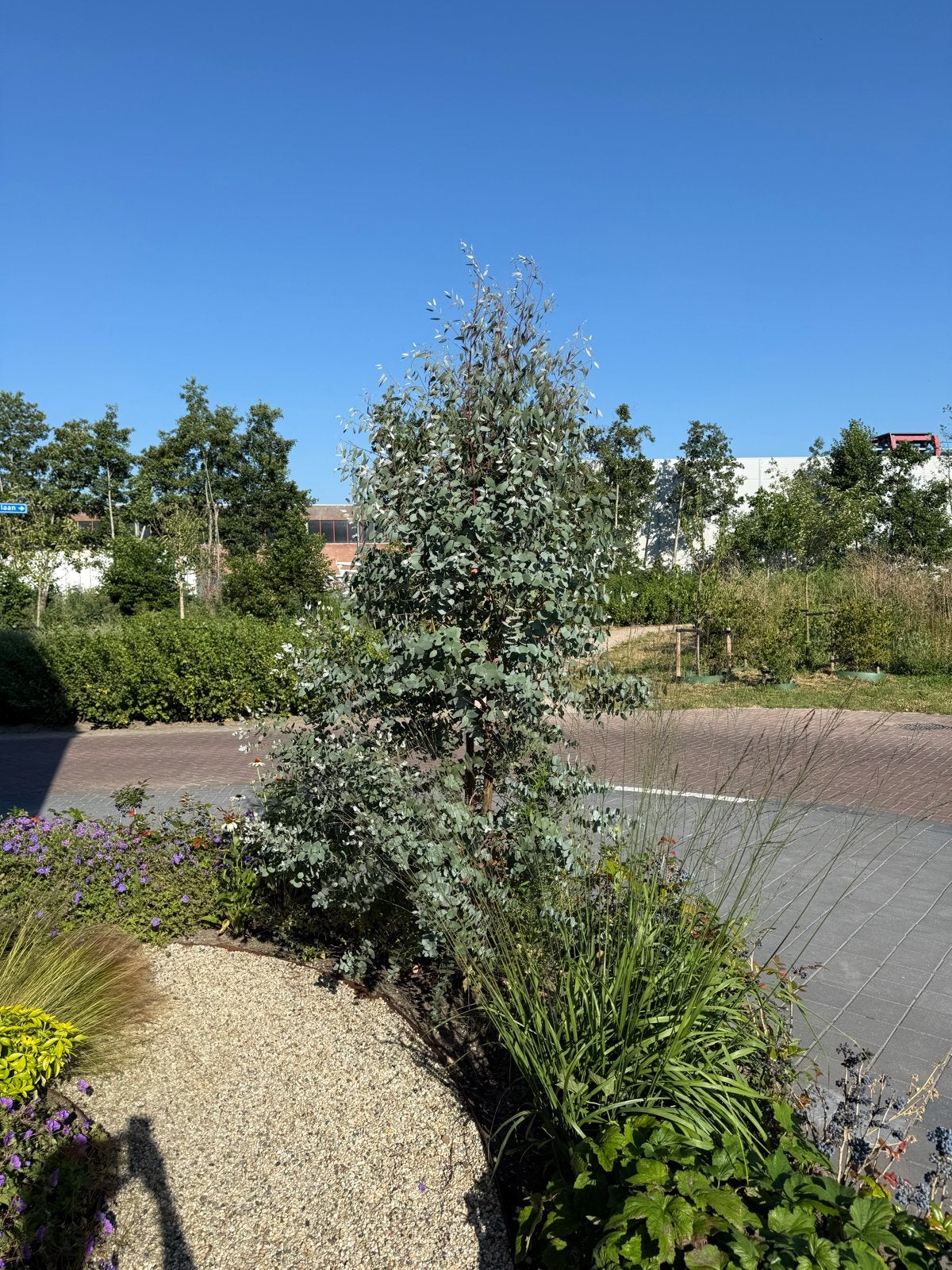 Eucalyptus boom - 2.5+ meter, Overige soorten, 250 tot 400 cm, Zomer, Ophalen