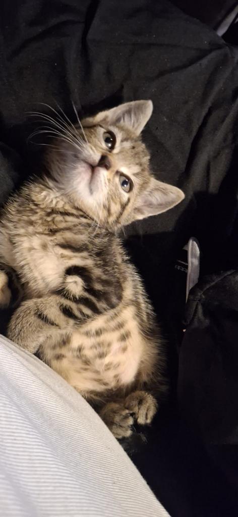 weeken

 Prachtige Europese Korthaar x Britse Korthaar, Poes, 0 tot 2 jaar