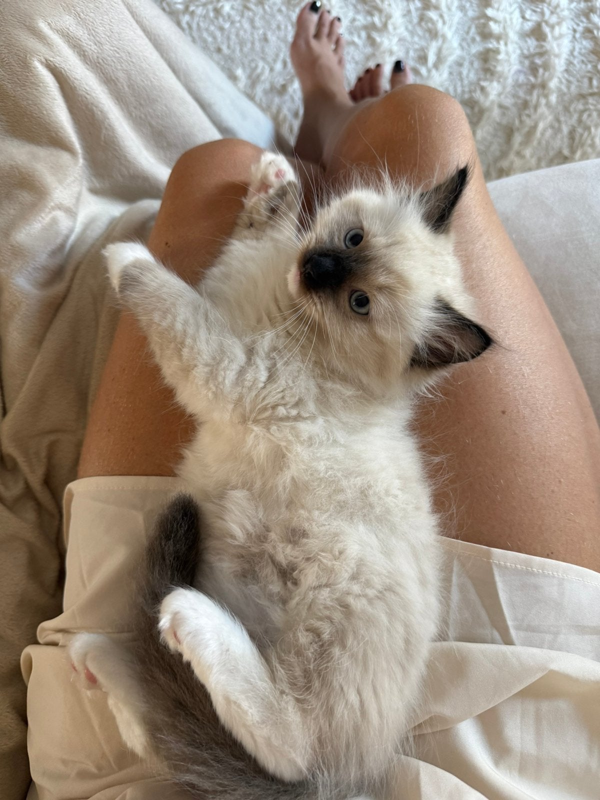 Ragdoll x Siberische kittens langhaar, Dieren en Toebehoren, Meerdere dieren, Gechipt