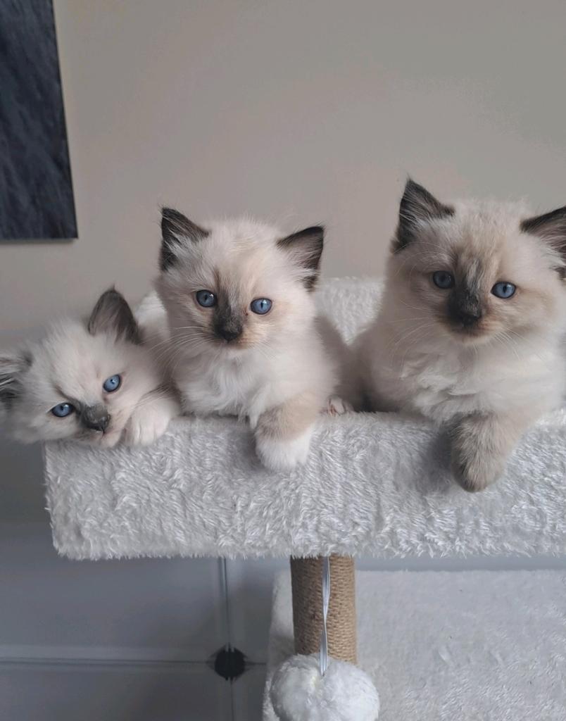 Ragdoll kittens te koop, Meerdere dieren, Ontwormd