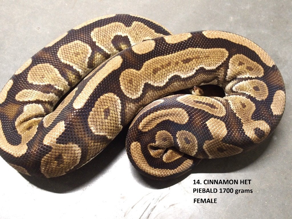 Koningspythons halwas en volwassen kweekdieren deel 1 Ball Python photo 14