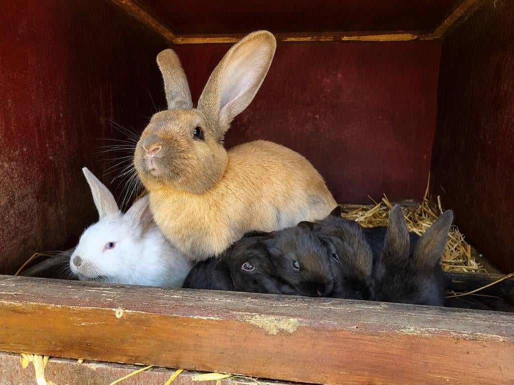 Konijnen, Dieren en Toebehoren, Konijnen, Meerdere dieren