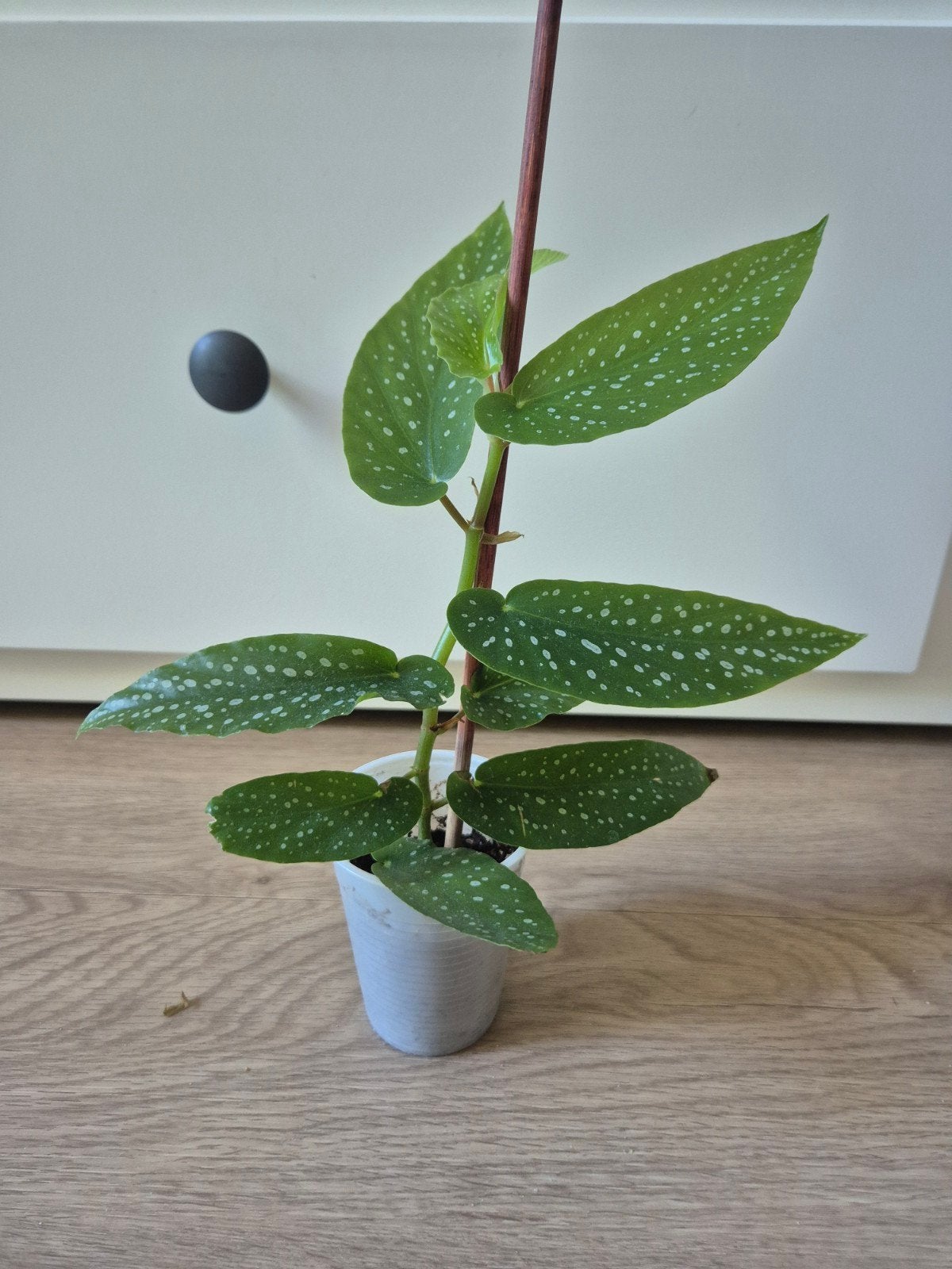 Stekje stippenbegonia!!, Groene kamerplant, Ophalen of Verzenden, Halfschaduw, Minder dan 100 cm