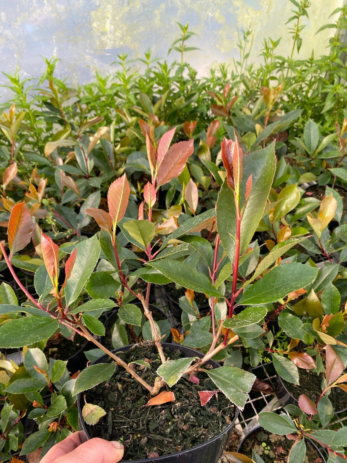 Photinia 'Red Robin' - Glansmispel 30cm nu €4,50, Volle zon, Vaste plant, Lente, Ophalen