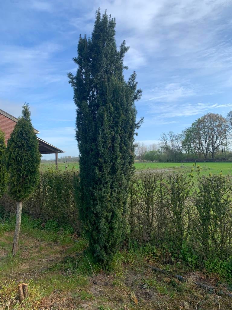 Taxis plant, Tuin en Terras, Ophalen