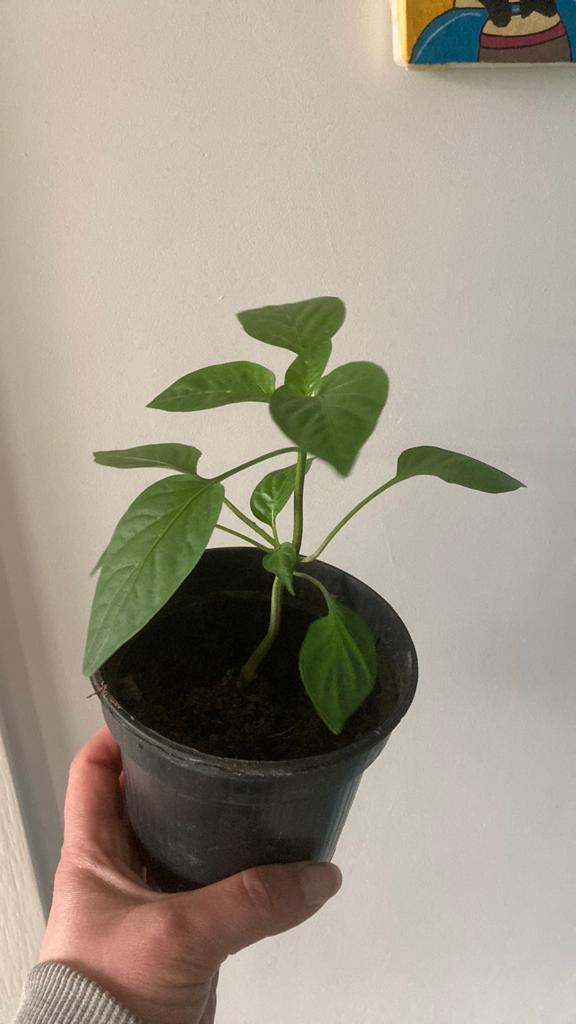 Paprika plantjes, Ophalen, Eenjarig, Groenteplanten, Volle zon