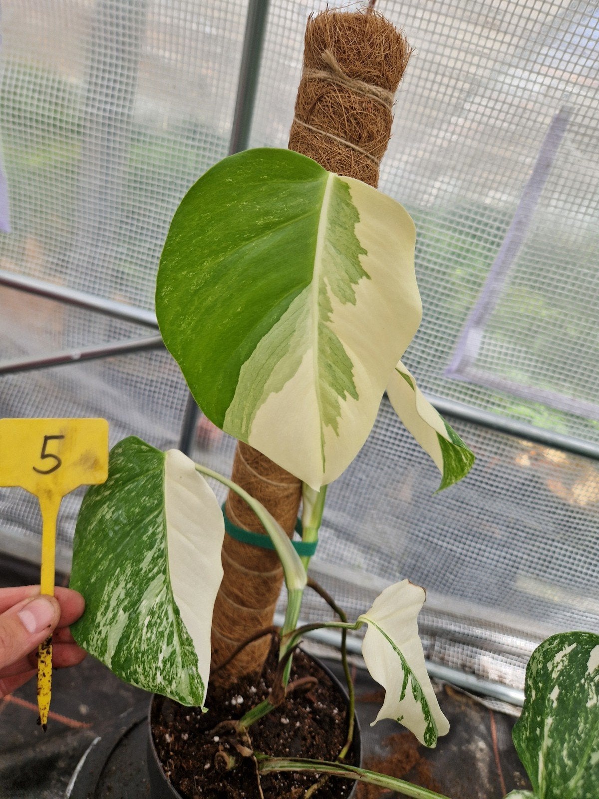 Monstera Deliciosa Albo Variegata kamerplant #5, Huis en Inrichting, Kamerplanten, Ophalen of Verzenden, Halfschaduw, Minder dan 100 cm