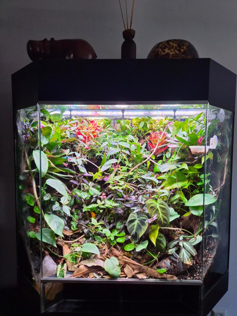 Terrarium / paludarium stekken, Dieren en Toebehoren, Reptielen en Amfibieën | Toebehoren, Ophalen, Nieuw, Tak, Plant, Rots of Steen