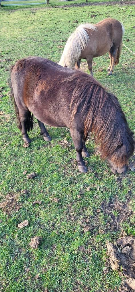 2 mooie shetland merries. Stokmaat tussen de 85 en 90 cm., Dieren en Toebehoren, Pony's, Merrie, A pony (tot 1.17m)