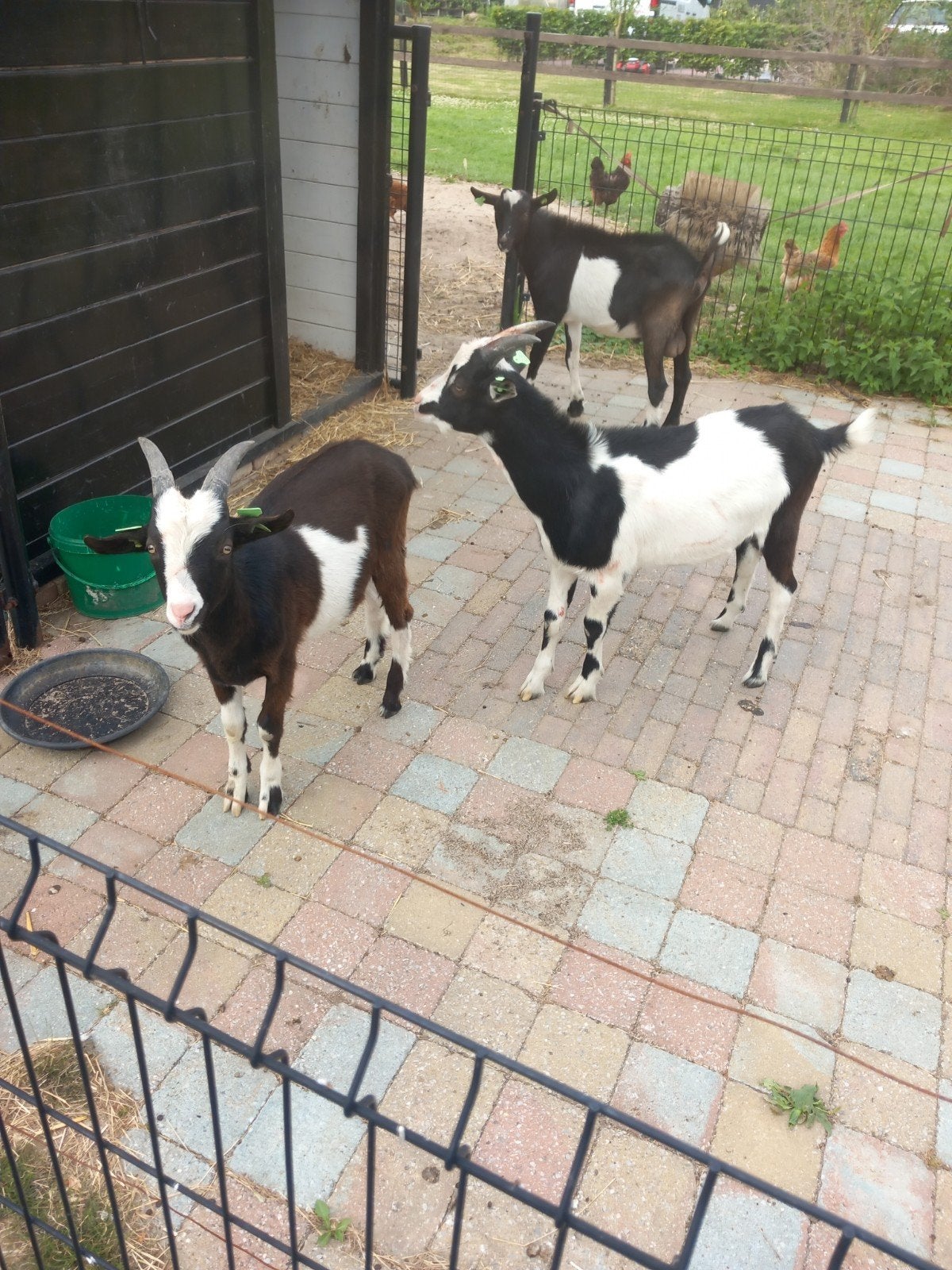 Geiten bokken zwartbont, Dieren en Toebehoren