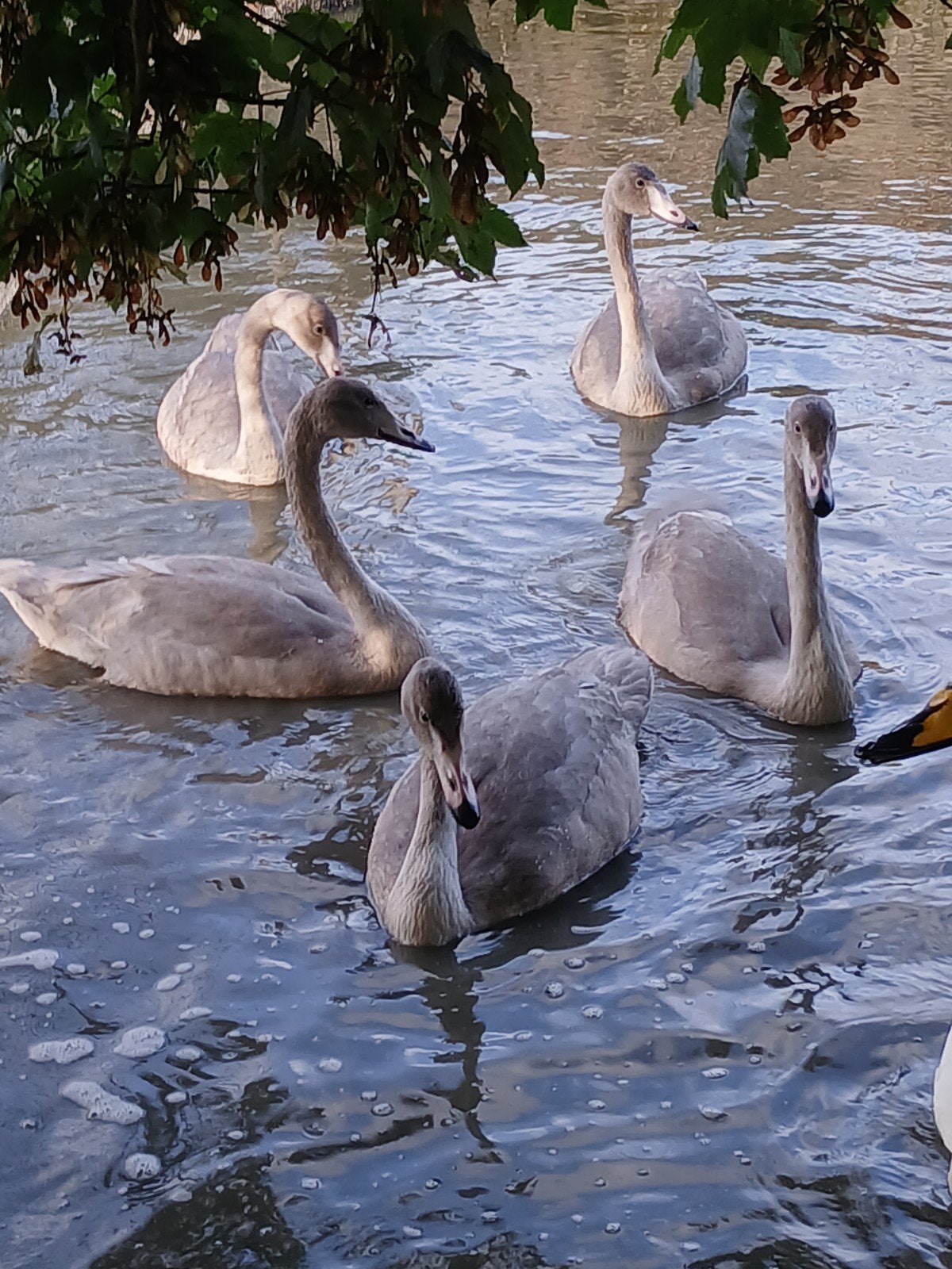 Whooper zwanen, Meerdere dieren, Gans of Zwaan