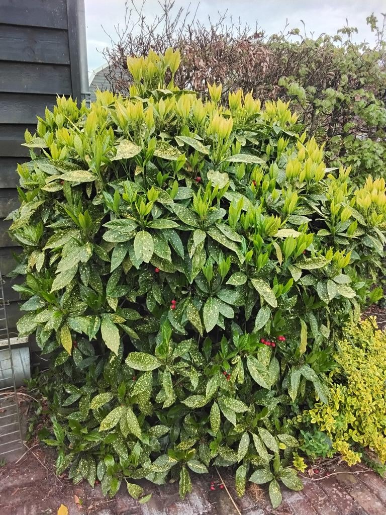 Stekken van japanse laurier/broodboom struik, Tuin en Terras, Ophalen, Laurier, Minder dan 100 cm